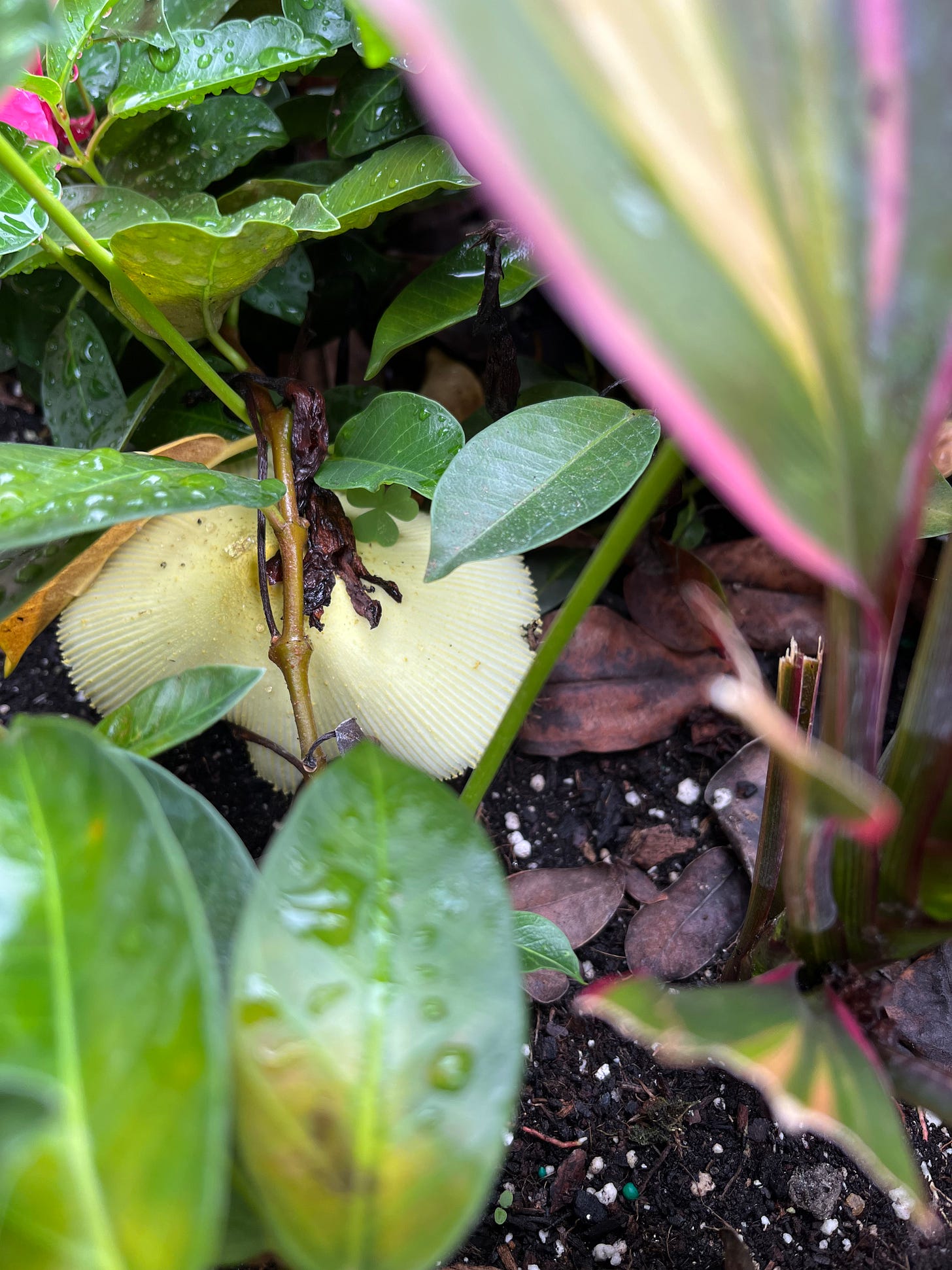 Close up photo of some plants in a planter sprinkled with rain and a pale yellow mushroom growing out of the dirt.