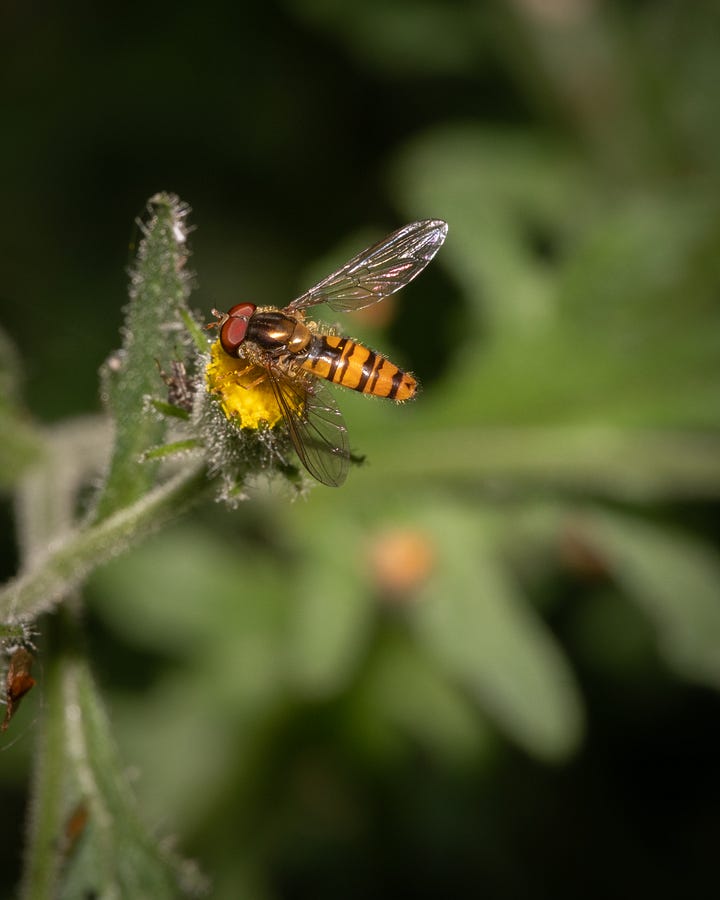 Images of a smart orange-yellow fly with black stripes, transparent wings and red eyes perched on a dandelion head.