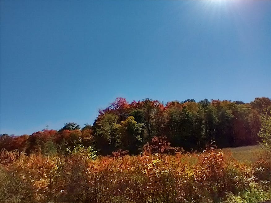 Blue skies, red and green fall woodland, and golden grass and weeds.