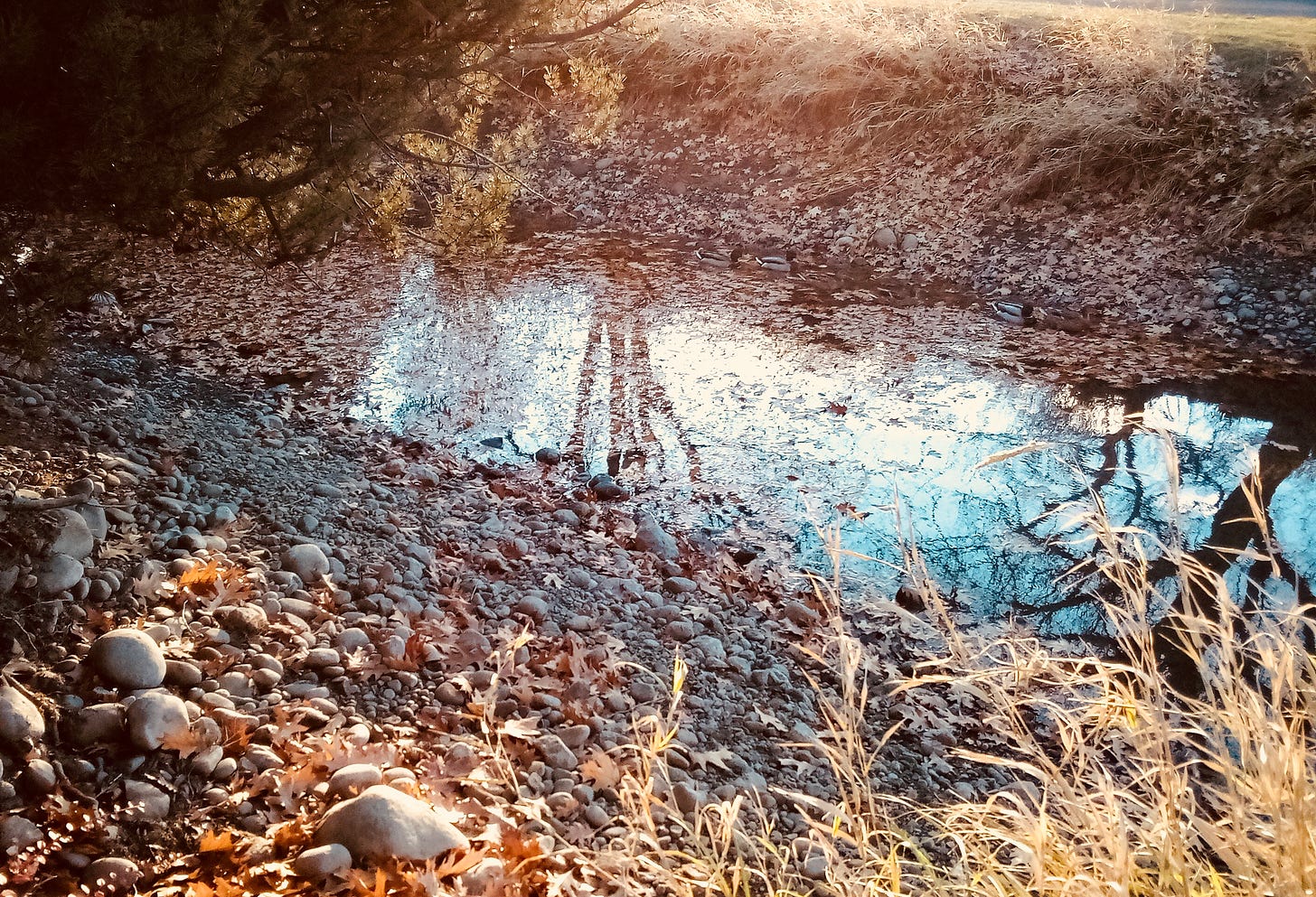 Trees reflected in water