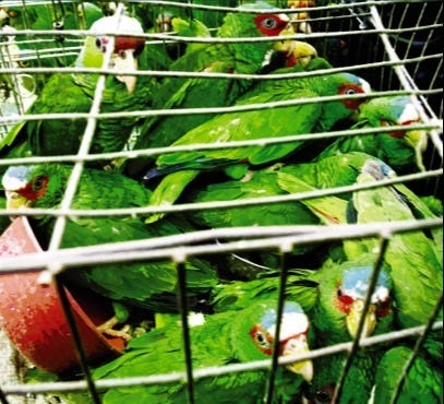Border Bird Busts: Parrot Smuggling Seizures Soar