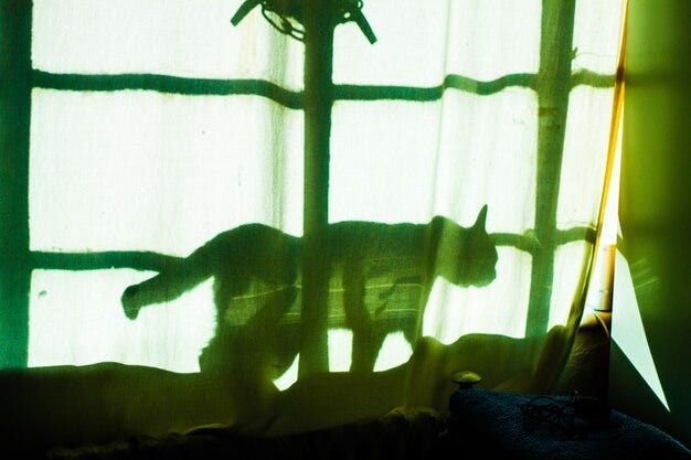 Premium Photo | Shadow of cat walking behind curtain