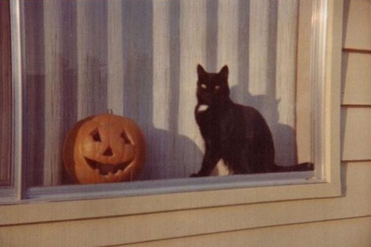 This may contain: a black cat sitting on top of a window sill next to a jack o lantern