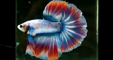 Fish GIF