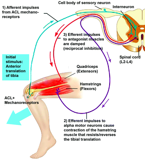 Reinnervation and Revascularization in Engineered ACL Healing | SpringerLink