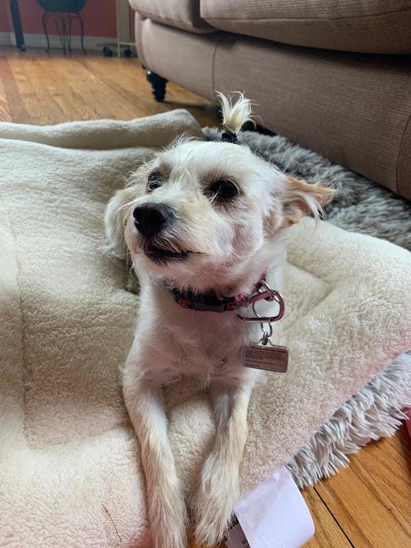 Zelda, who belongs to loyal reader Elisabeth, enjoys napping, cuddling, eating, and playing the guitar. A former street dog from Dallas, she believes in animal rescue. Also: Please check out Elisabeth’s Latinx Collective (thelatinxcollective.com), an outstanding newsletter that features positive stories and news about the Latinx community, promoting inspiration and empowerment. I subscribe, so should you! Zelda, who belongs to loyal reader Elisabeth, enjoys napping, cuddling, eating, and playing the guitar. A former street dog from Dallas, she believes in animal rescue. Also: Please check out Elisabeth’s Latinx Collective (thelatinxcollective.com), an outstanding newsletter that features positive stories and news about the Latinx community, promoting inspiration and empowerment. I subscribe, so should you!