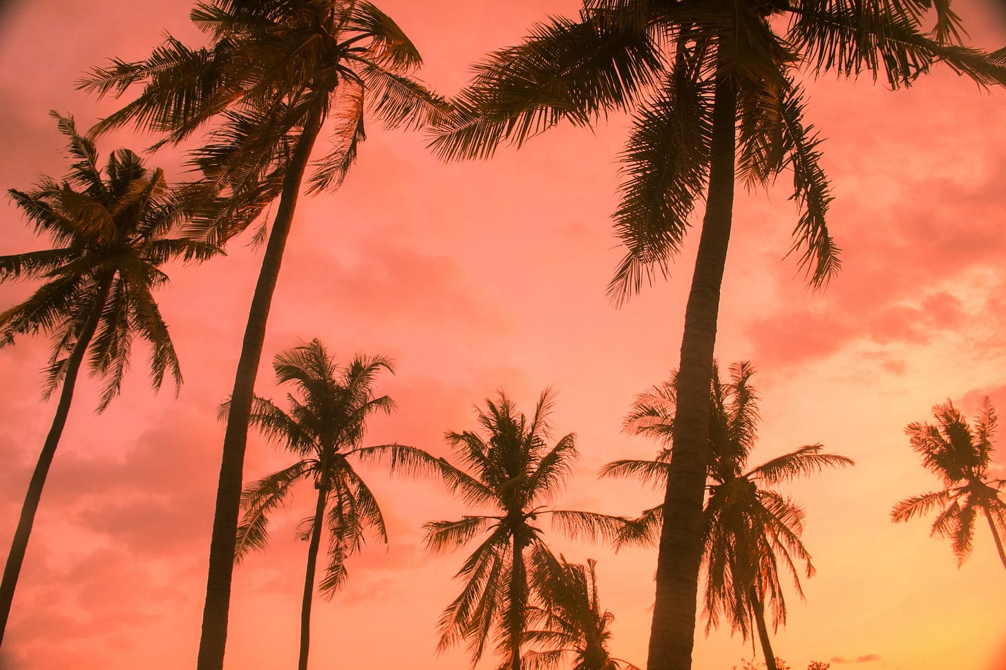 Summer’s Coconut sunset behind cocnut palm trees Summer’s Coconut sunset behind cocnut palm trees
