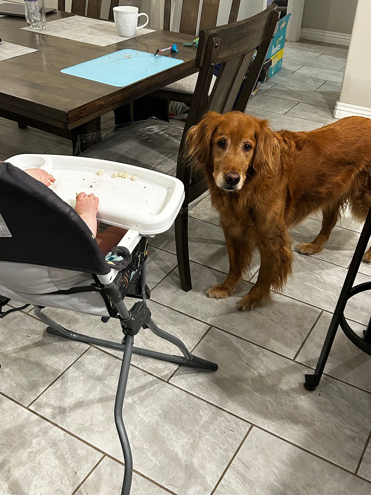 A golden retriever with a gray muzzle sits patiently by a high chair waiting for scraps