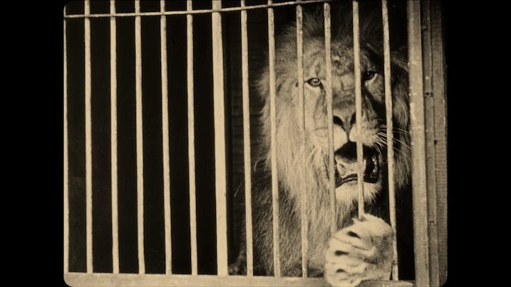 Lion in cage: Close-up of a lion behind bars during a circus scene in He Who Gets Slapped (1924).