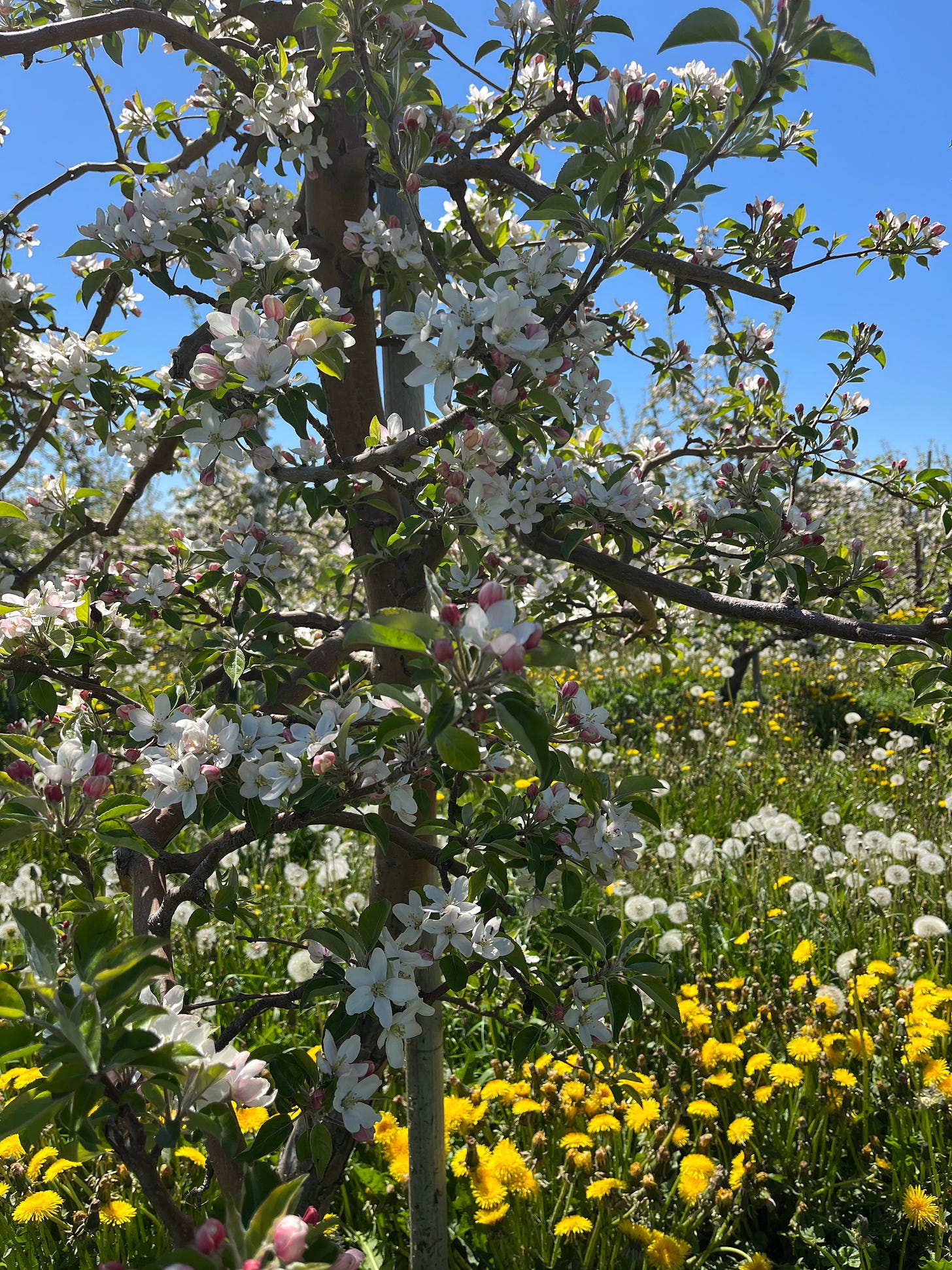 A tree full of blossoms in an orchard full of blossoms in a meadow full of blossoms in Thornbury.