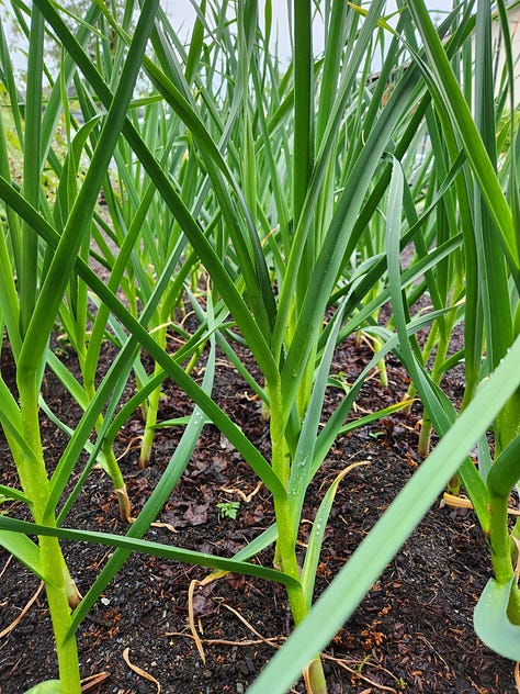 Small Scale Gardening, Food Prep and Preservation