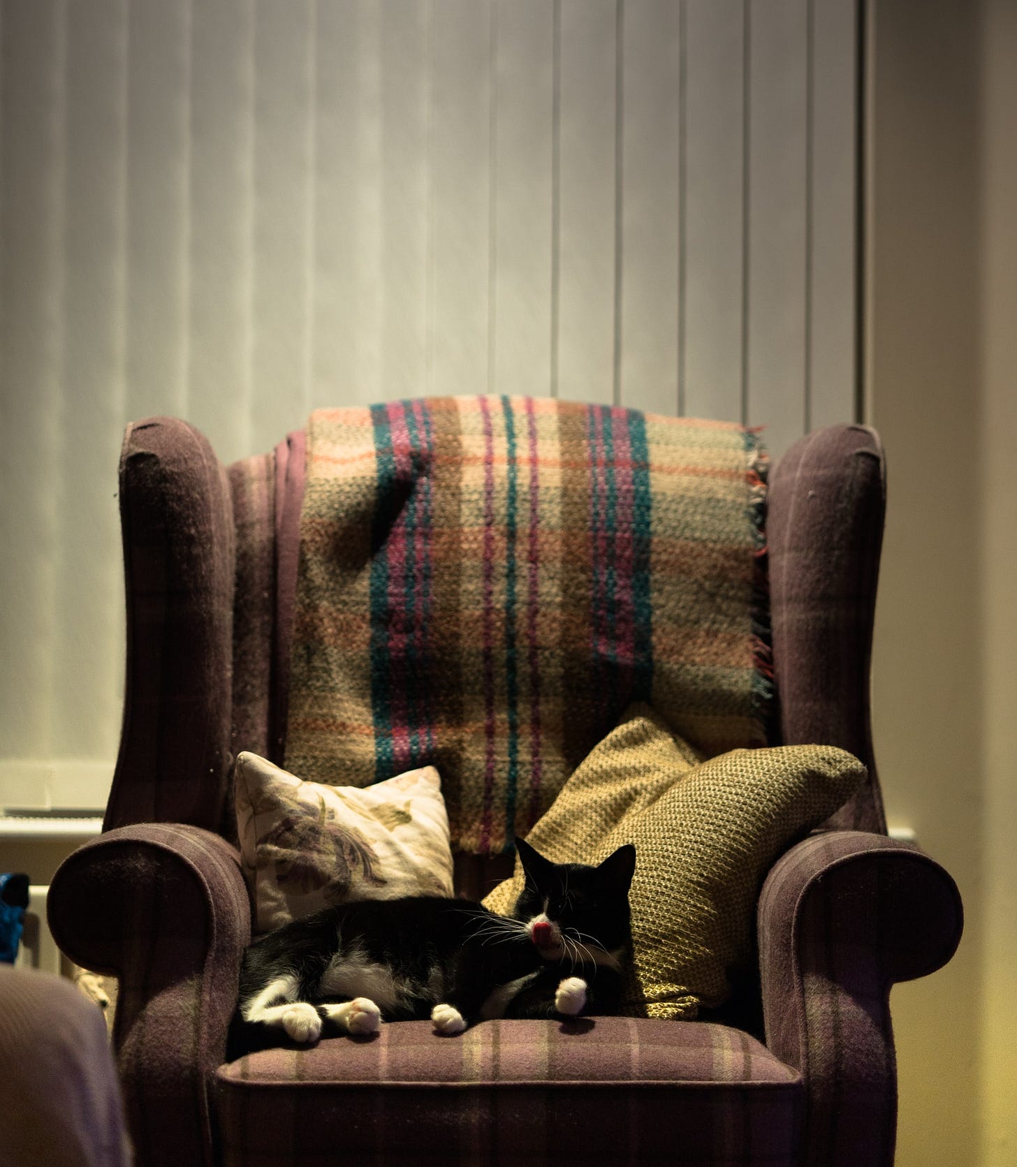 a cute cat (socksy) sitting in an arm chair, under a spot light, licking her nose. adorable. a cute cat (socksy) sitting in an arm chair, under a spot light, licking her nose. adorable.