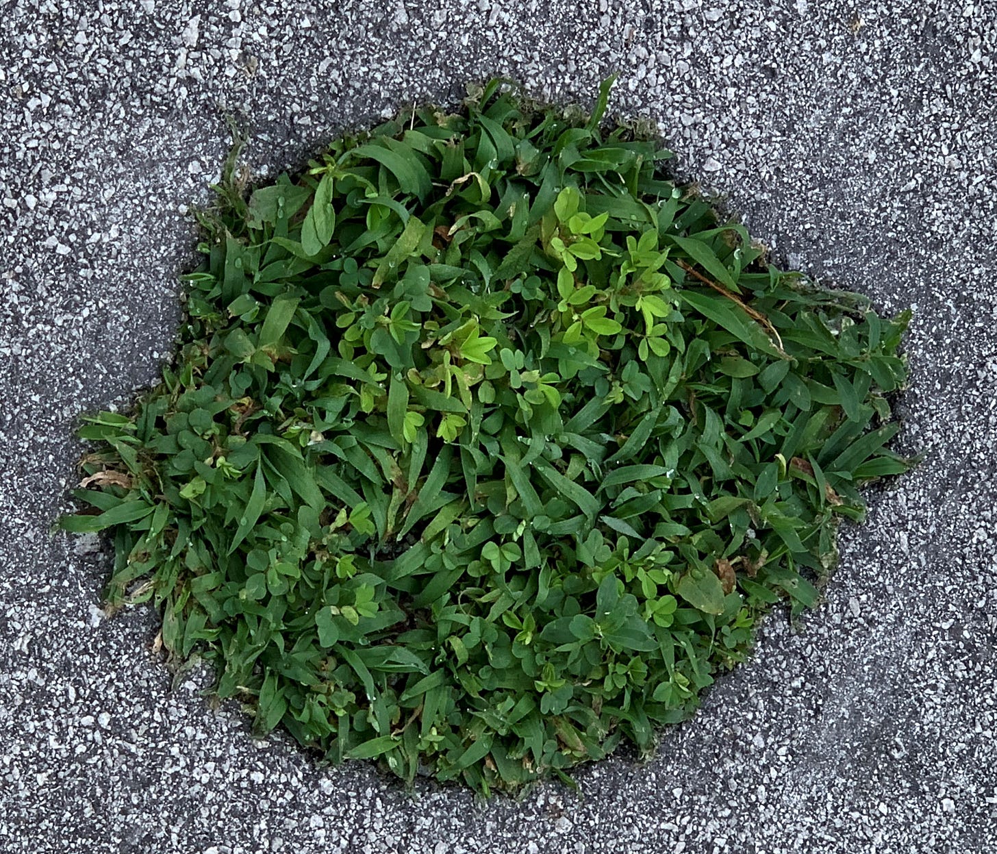 A close-up of a puddle of small green leaves covers a dirt-filled utility access hatch on an asphalt street.