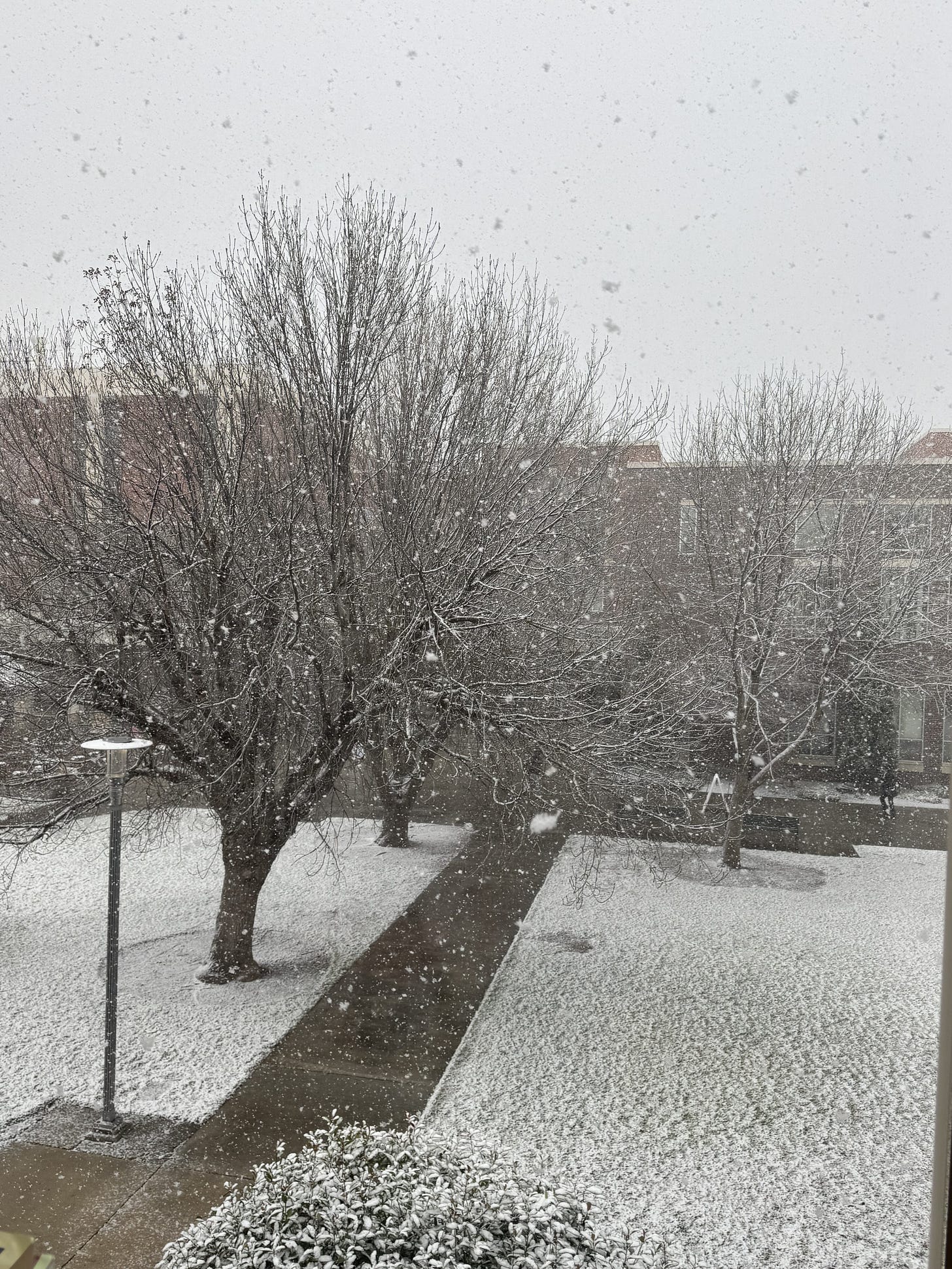 Snow falling on bare trees and brick building