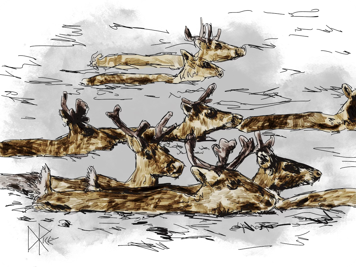 Kicking their legs madly under the surface, the herd expertly migrate to the opposite shore. Sketch art by Don Rice.