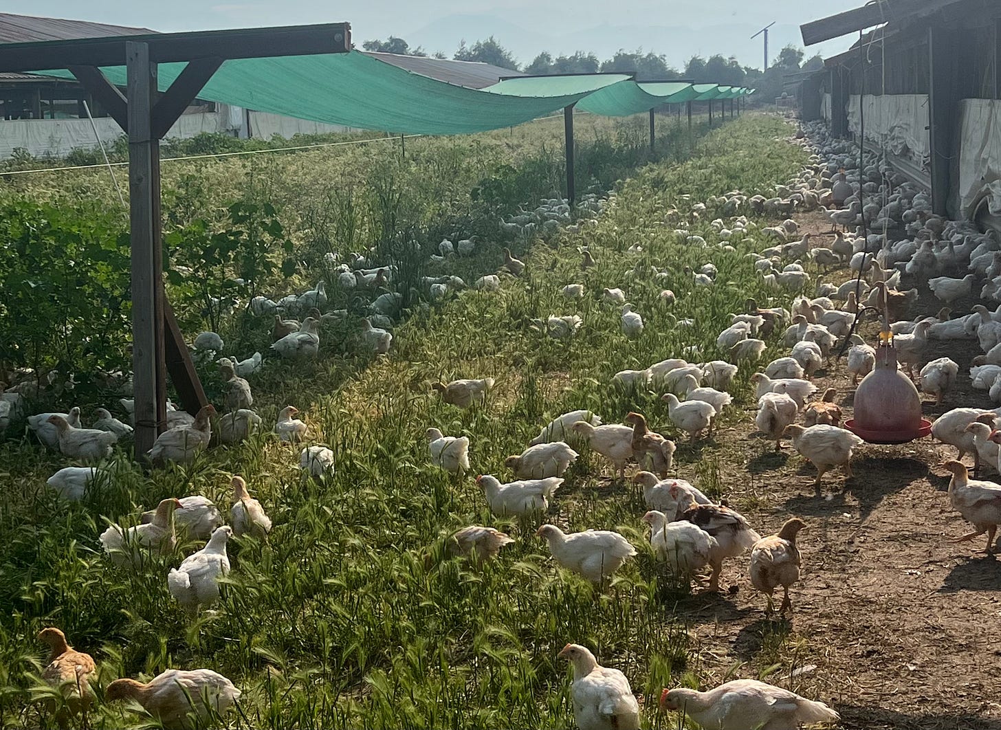chickens in outdoor pasture