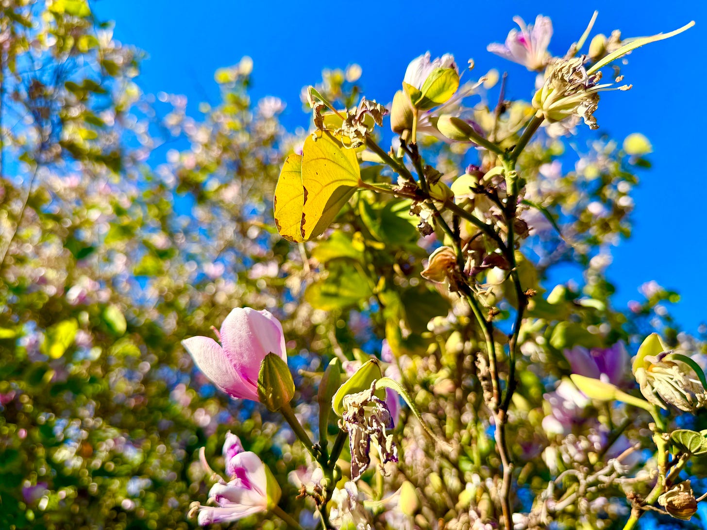 Photograph of an Orchid tree shot from below. In focus is a blossoming flower with pink and white petals. More flowers, leaves and branches are visible blurred in the background. Bright blue sky is visible behind that. Baratunde took this photo himself and is more proud than he has any right to be for it.