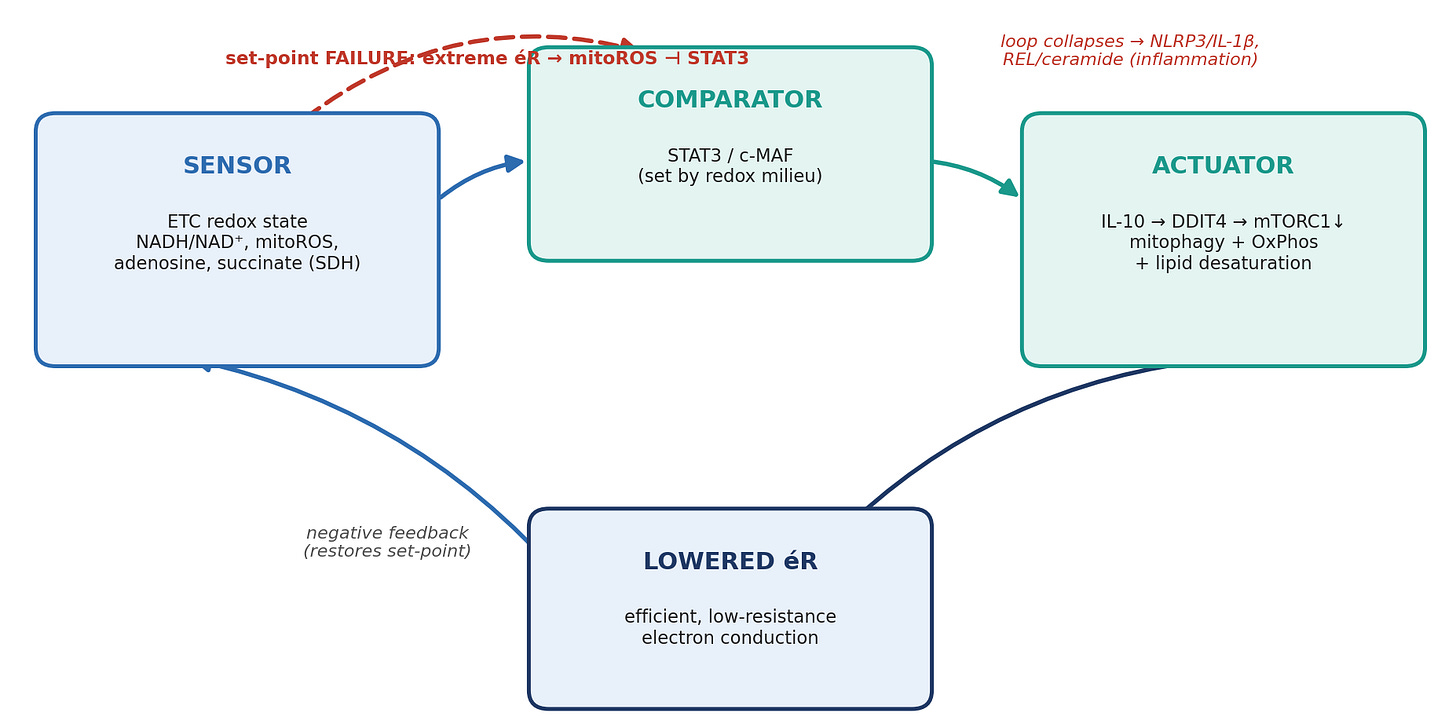 Negative-feedback loop: sensor (ETC redox state), comparator (STAT3/c-MAF), actuator (IL-10 axis), lowering éR; failure path where extreme éR and mitoROS inhibit STAT3 and the loop collapses into inflammation.