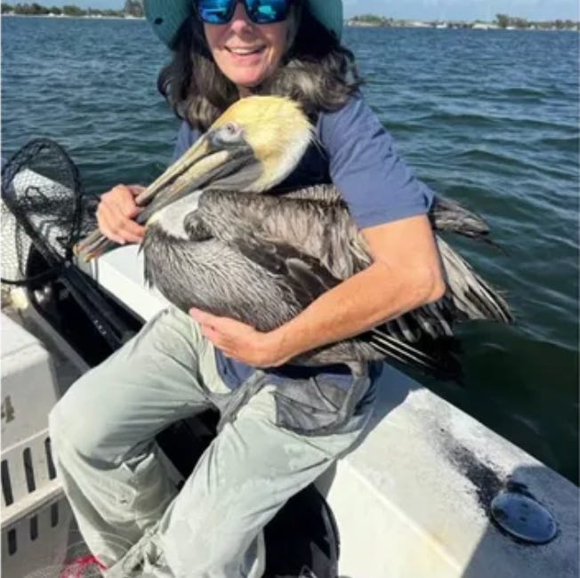 Seabird Rescue Nonprofit Plans Rehabilitation Center at Former Palmetto Animal Services Site