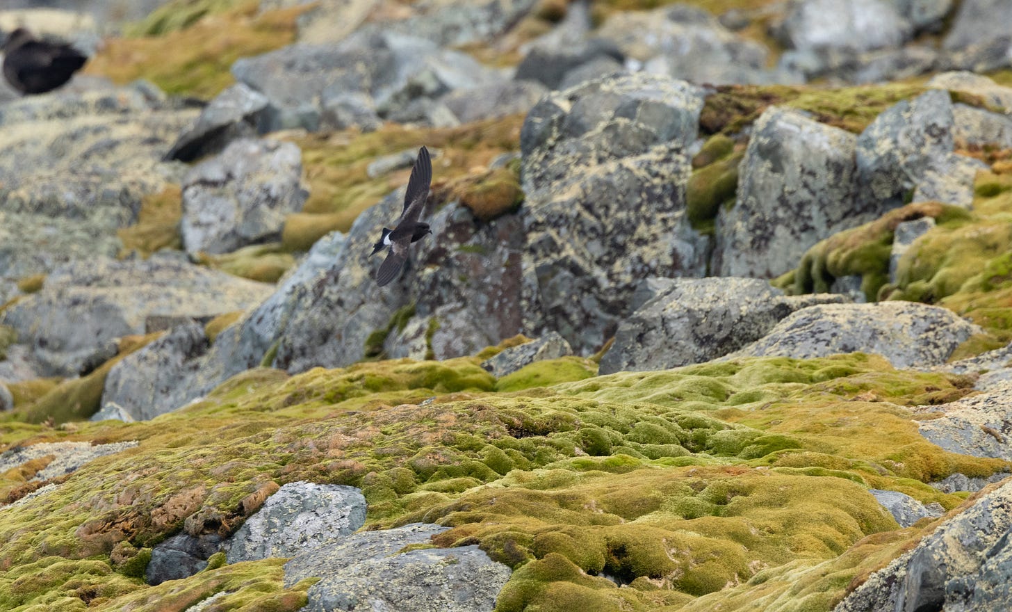 a wilson's storm-petrel flying to the right against a scene of lichen-covered rocks sitting in a sea of moss. there is a skua, a large brown gull-like bird, sitting blurred in the top-right corner.