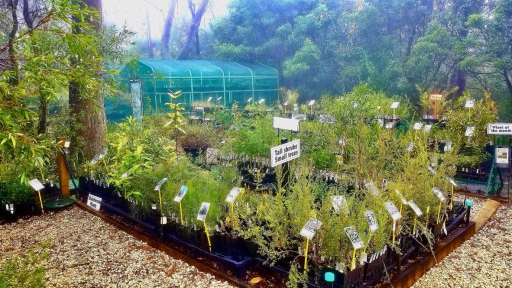 Blue Mountains Wildplant Rescue Blue Mountains Wildplant Rescue