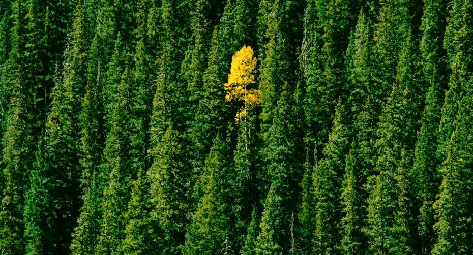 green leafed trees