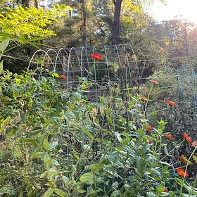 Permaculture plant guilds bundle