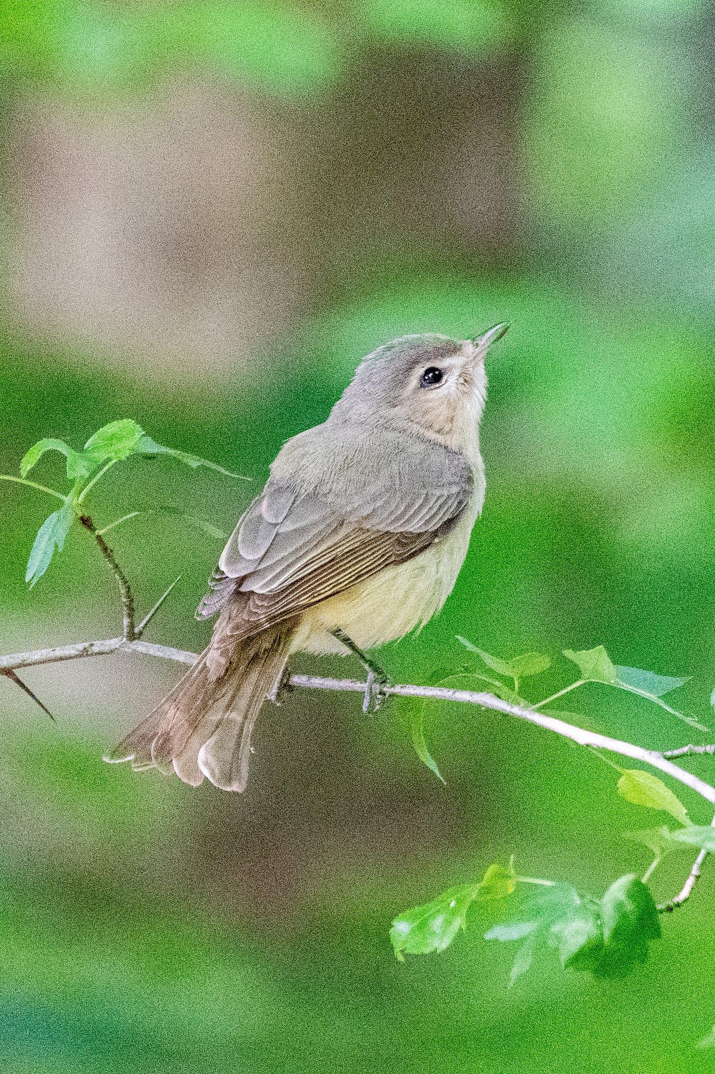 A warbling vireo looking skyward, with a dewy-eyed expression