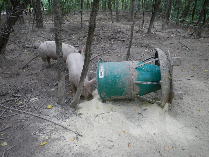Pigs pushing over the feeder