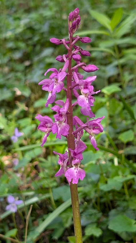 A shady woodland in spring with bluebells and orchids