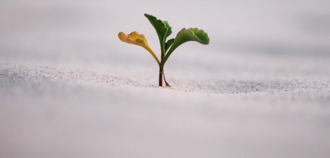 closeup photography of plant on ground