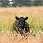 Farm Gate's avatar