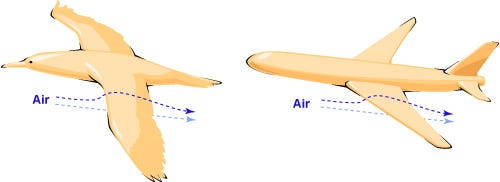 Bird Flight | Ask A Biologist