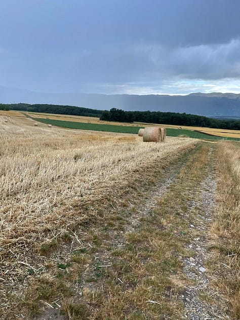 Nature scenes of Switzerland featuring hay, sunflowers, a swan, and a village vista.