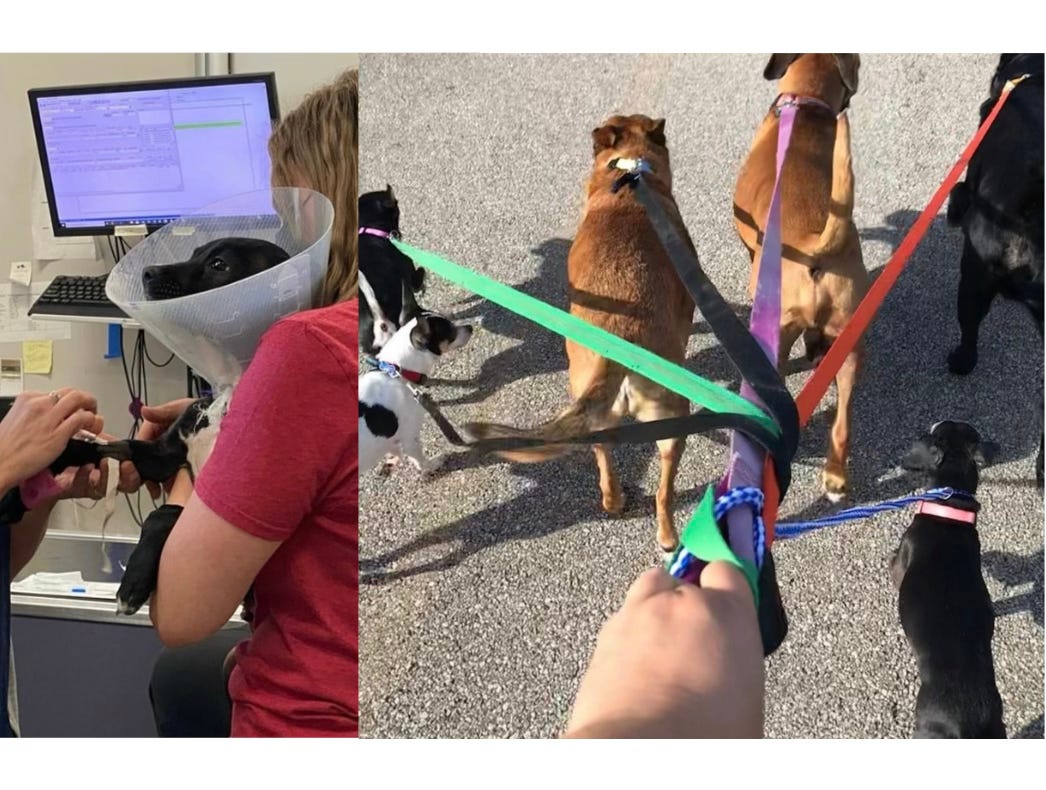 a black and white dog having vet techs do its shelter intake and later walking with a number of other dogs on leashes outside