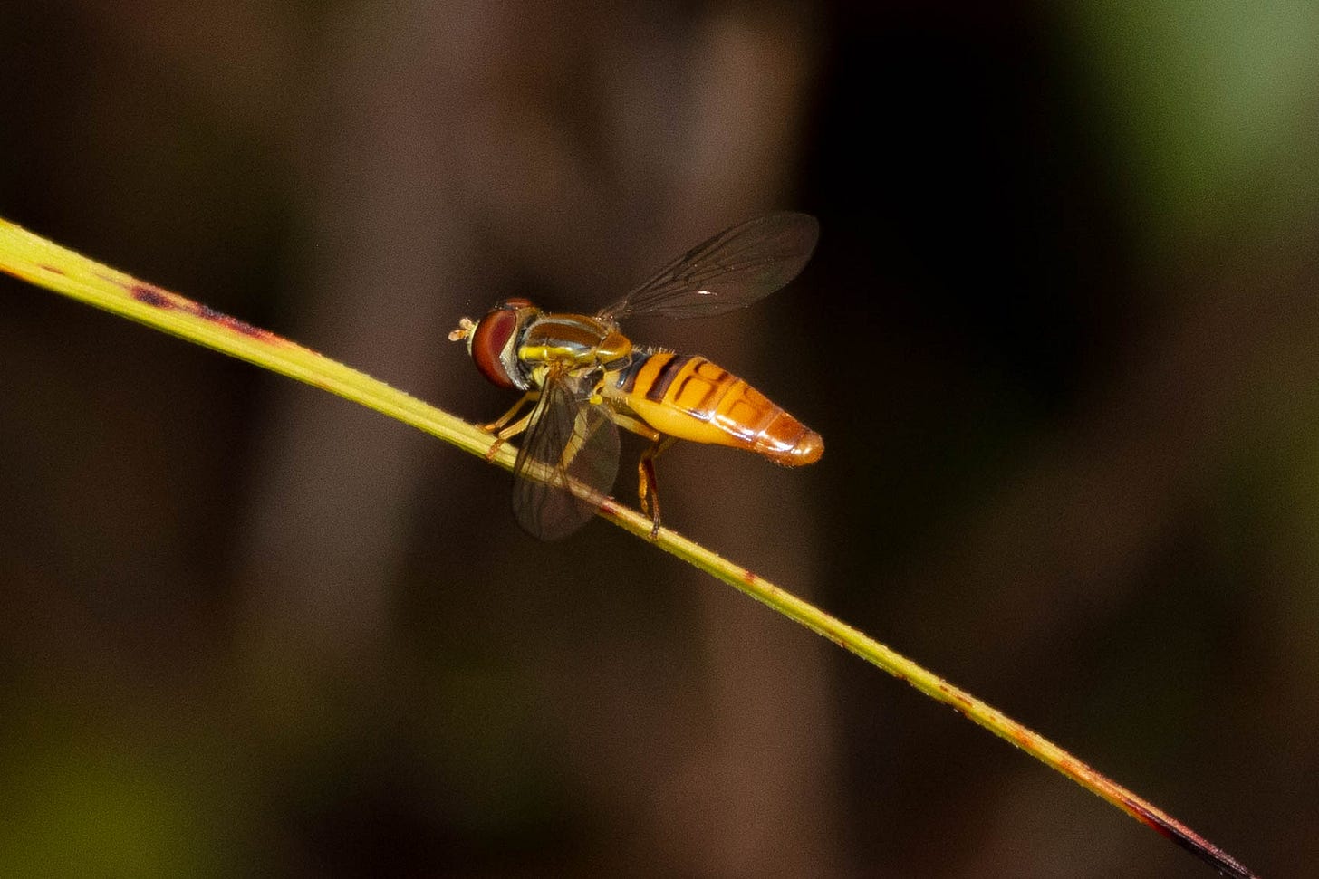 Perched on a yellow blade of grass, a small flowerfly with big red eyes, a pair of transparent wings, a golden thorax, and a long yellow abdomen with brown lines tracing rectangles that look similar to kernels of corn on a cob
