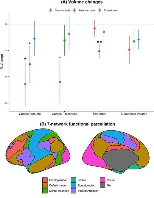 One-sample t-tests analyses of the percentage of change (y-axis) between prenatal and postnatal MRI scans for each metric. A) Percentage of volume change for each brain measure. B) 7-network functional cortical parcellation of Yeo et al. 2011. C) Percentage of volume change within the seven functional cortical networks described by Yeo et al. 2011. Results have different colours for each sample group (Spanish fathers, Californian fathers, and childless control men). Circles indicate the means, and scatter bars indicate the standard errors of the means. One asterisk highlights the t-tests analyses that survive an uncorrected P-value of 0.05 and two asterisks denote the t-tests that survive and FDR-adjusted threshold a q < 0.05. One-sample t-tests analyses of the percentage of change (y-axis) between prenatal and postnatal MRI scans for each metric. A) Percentage of volume change for each brain measure. B) 7-network functional cortical parcellation of Yeo et al. 2011. C) Percentage of volume change within the seven functional cortical networks described by Yeo et al. 2011. Results have different colours for each sample group (Spanish fathers, Californian fathers, and childless control men). Circles indicate the means, and scatter bars indicate the standard errors of the means. One asterisk highlights the t-tests analyses that survive an uncorrected P-value of 0.05 and two asterisks denote the t-tests that survive and FDR-adjusted threshold a q < 0.05.