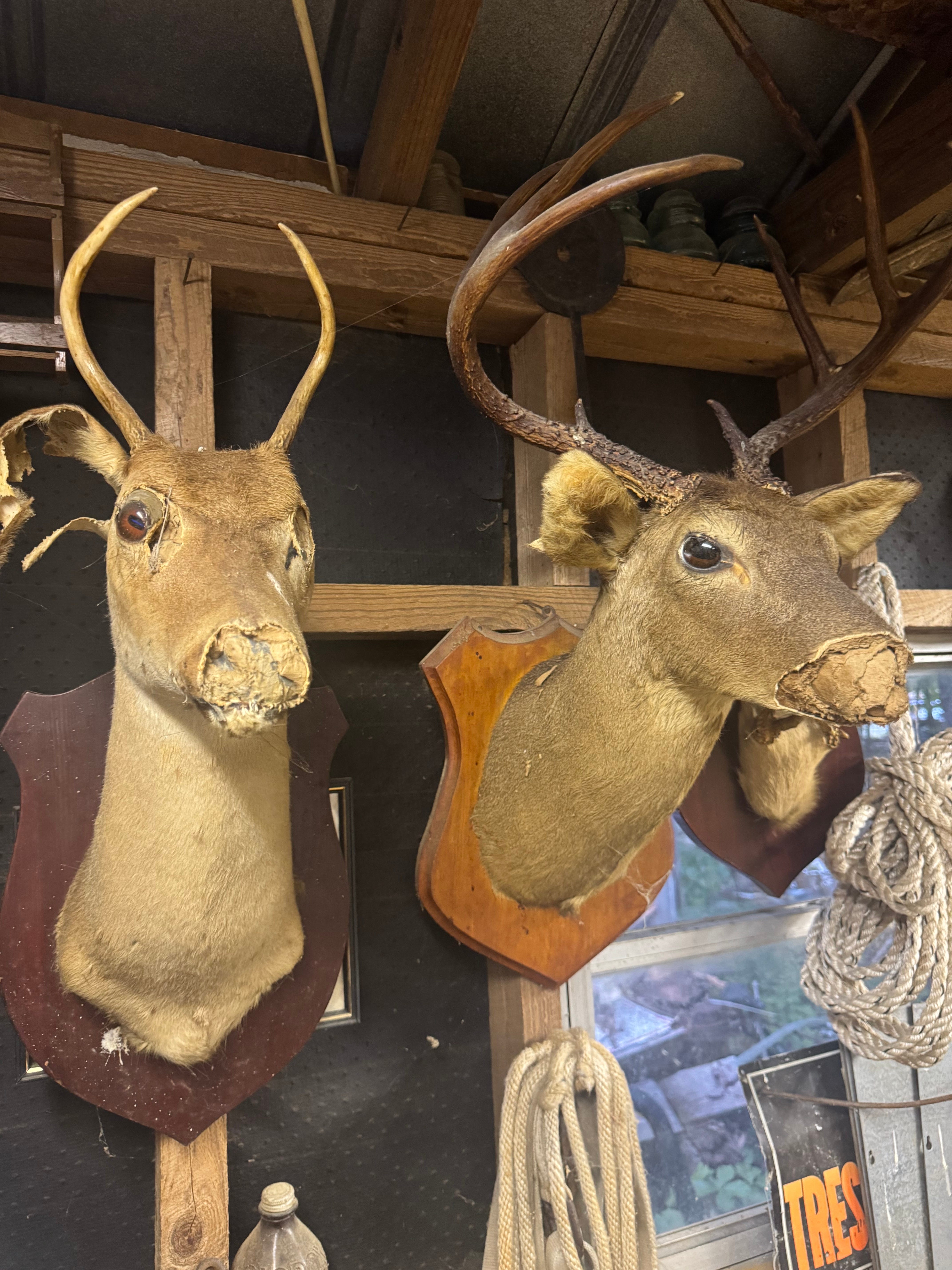 DISPATCH 15: The Chickens Have to Go