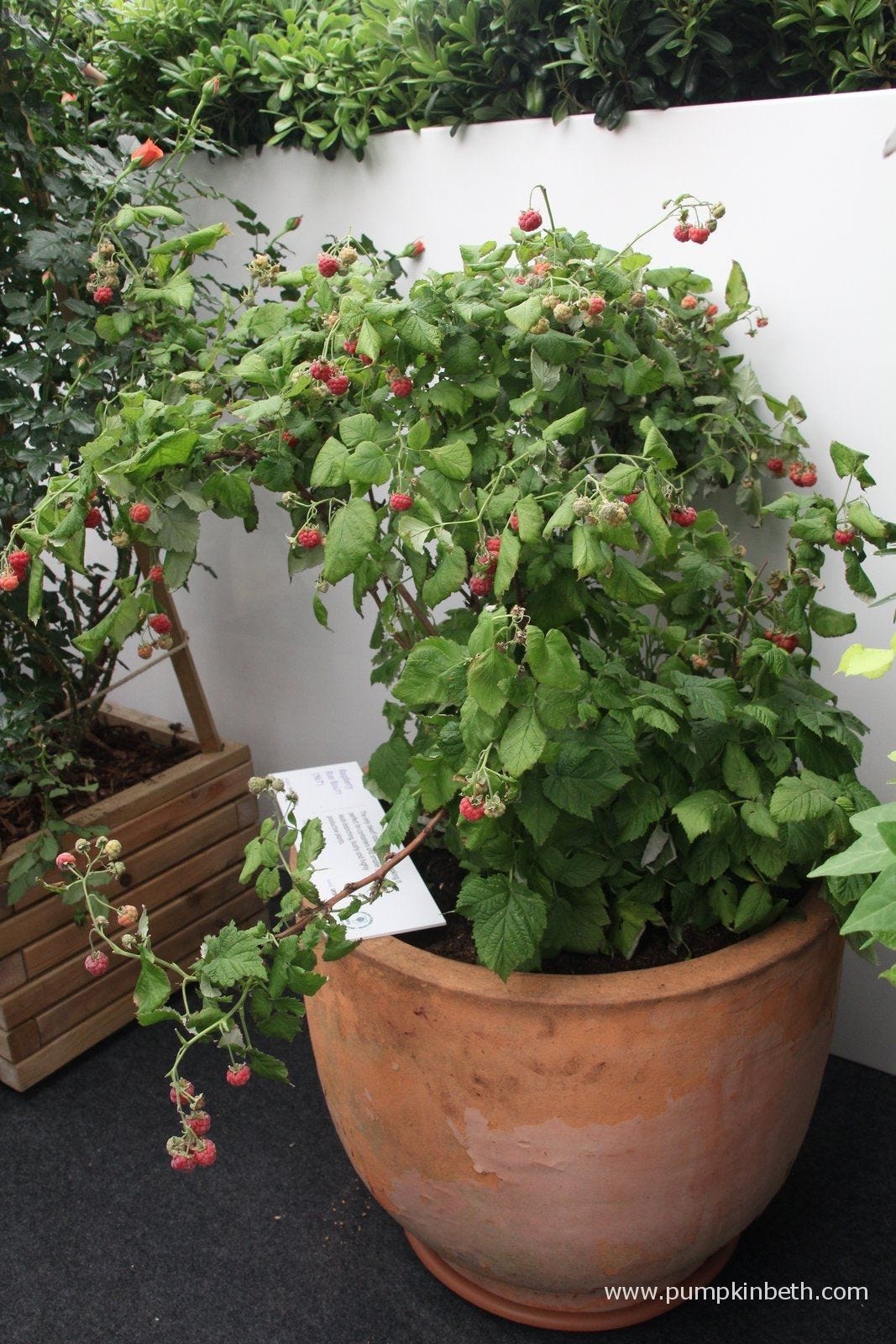 large hanging pots for plants Acerra Hanging Basket, 2-Pack – Algreen Products