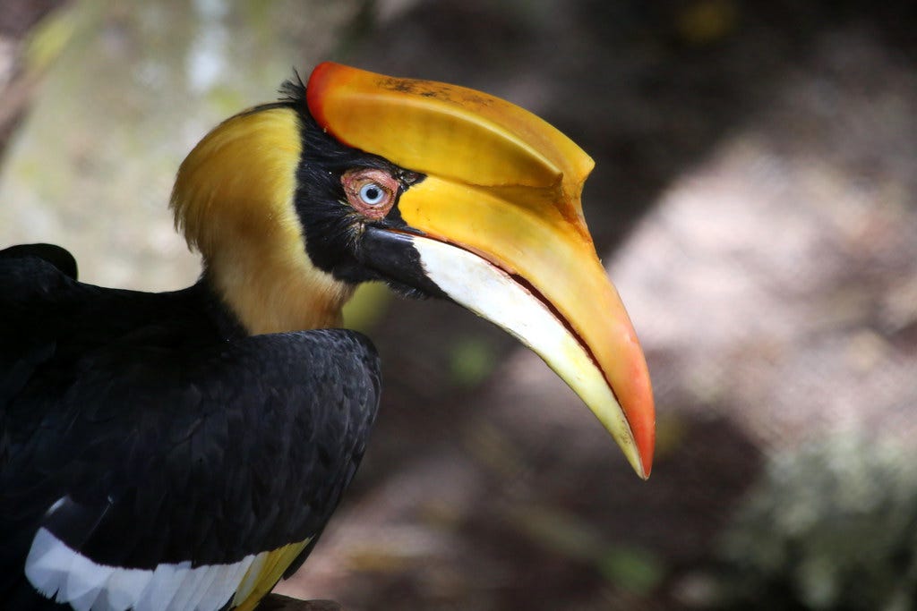 GREAT INDIAN HORNBILL | Buceros bicornis-The Great Hornbill … | Flickr