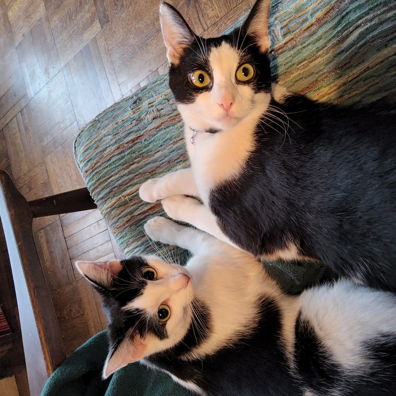 The Crazy Cat Lady Writes