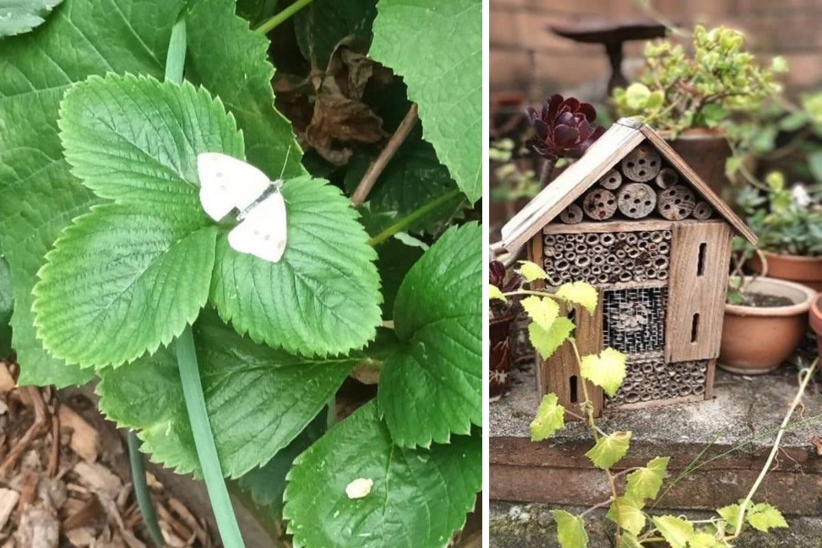 an edible garden using permaculture principles