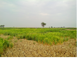 A dry land with a green field

AI-generated content may be incorrect.