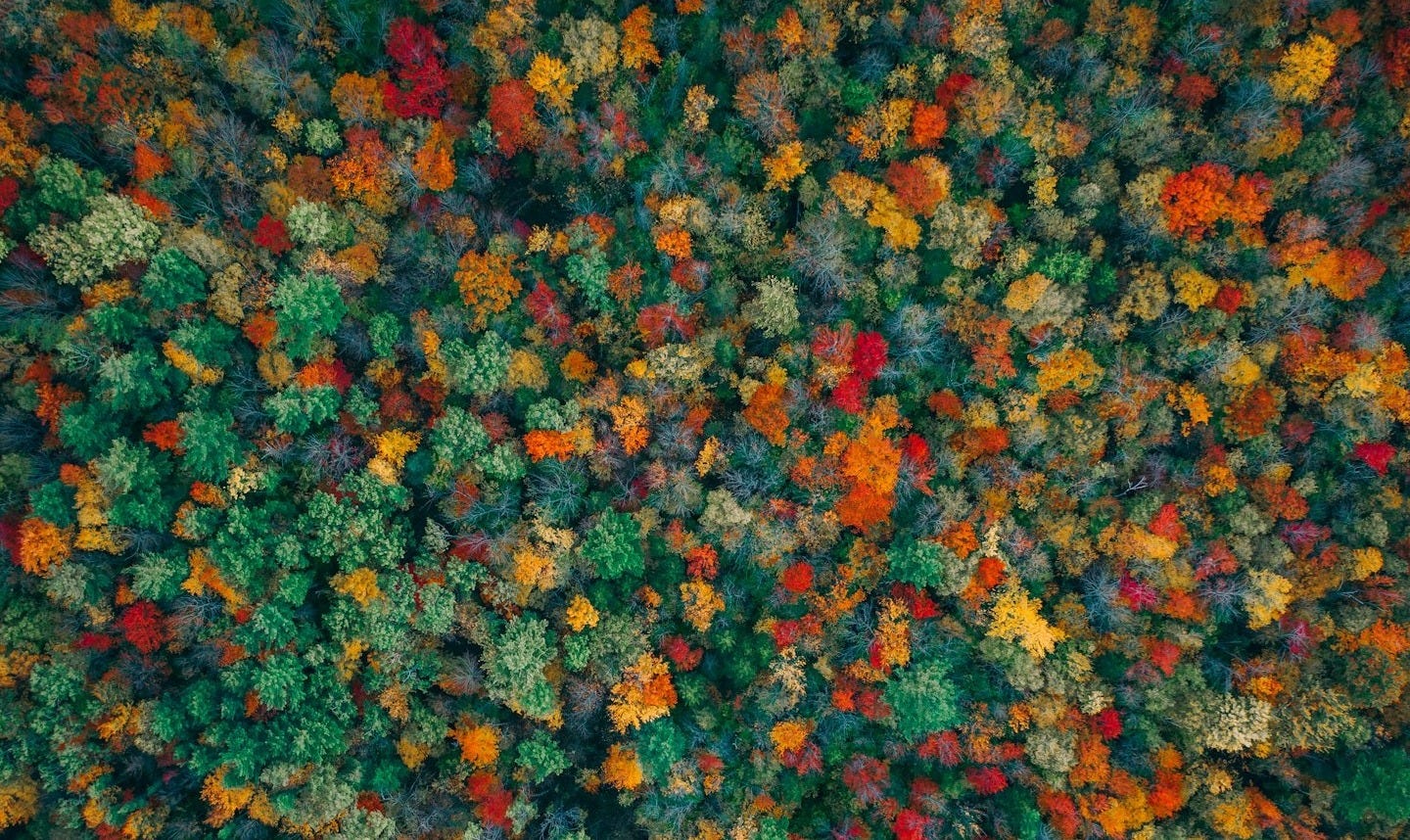 an aerial view of a forest with lots of trees an aerial view of a forest with lots of trees