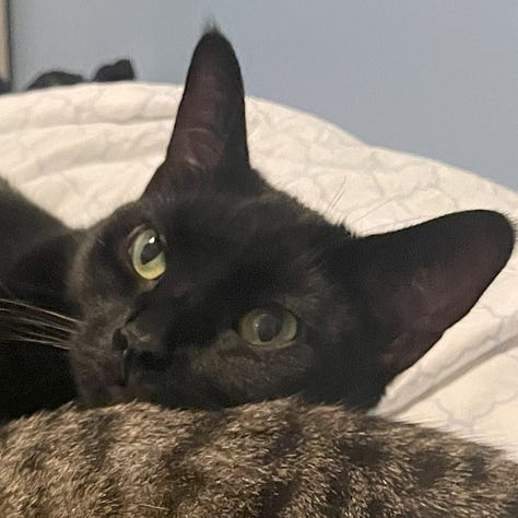 A gallery of 6 close cropped photos of Annie and Talula's faces from images from the post.