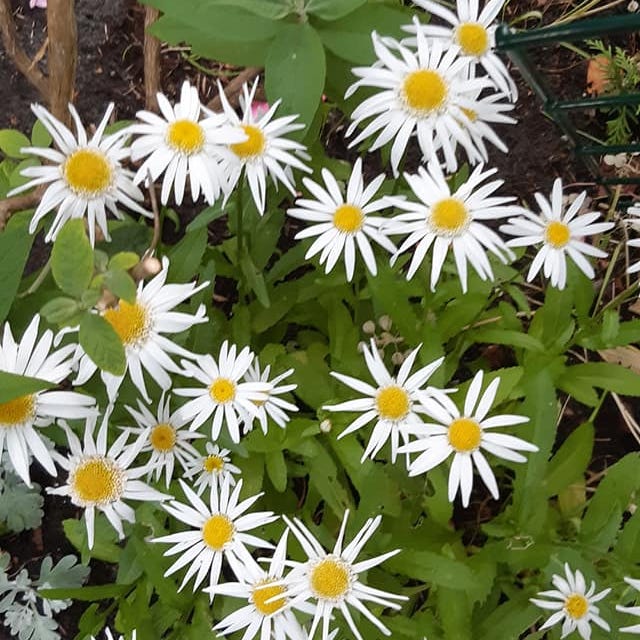 Kanika’s Newsletter