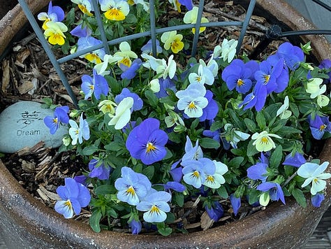 Photos of pansies, roses and wysteria
