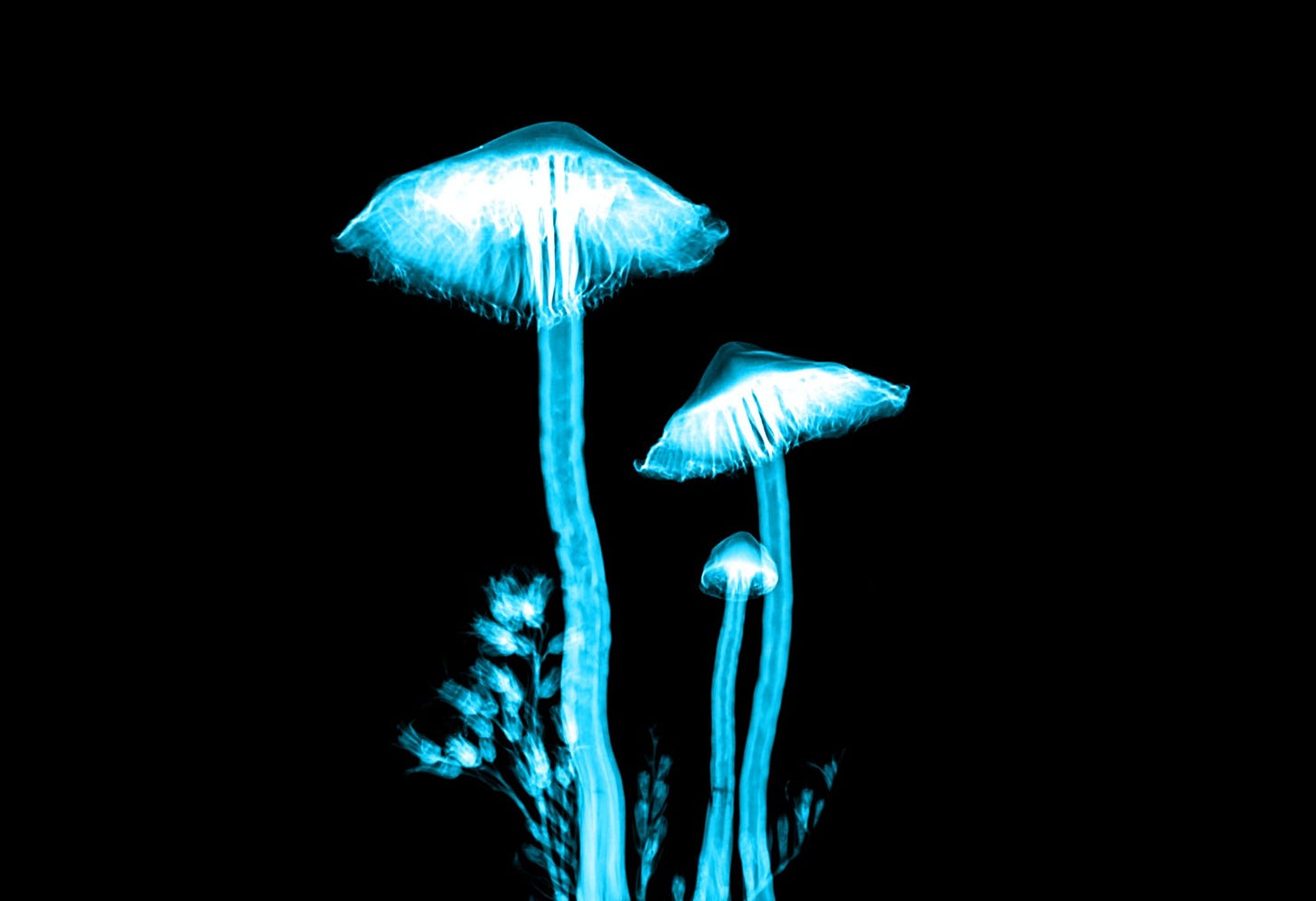 Why Psychedelic Compounds Are the Next Big Thing in the Mental Health Treatment Market