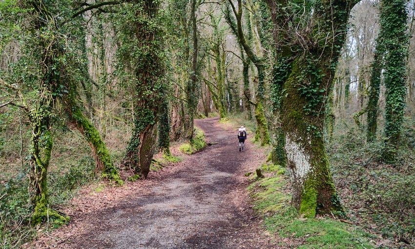 Peregrino caminando por una pista forestal rodeado de árboles