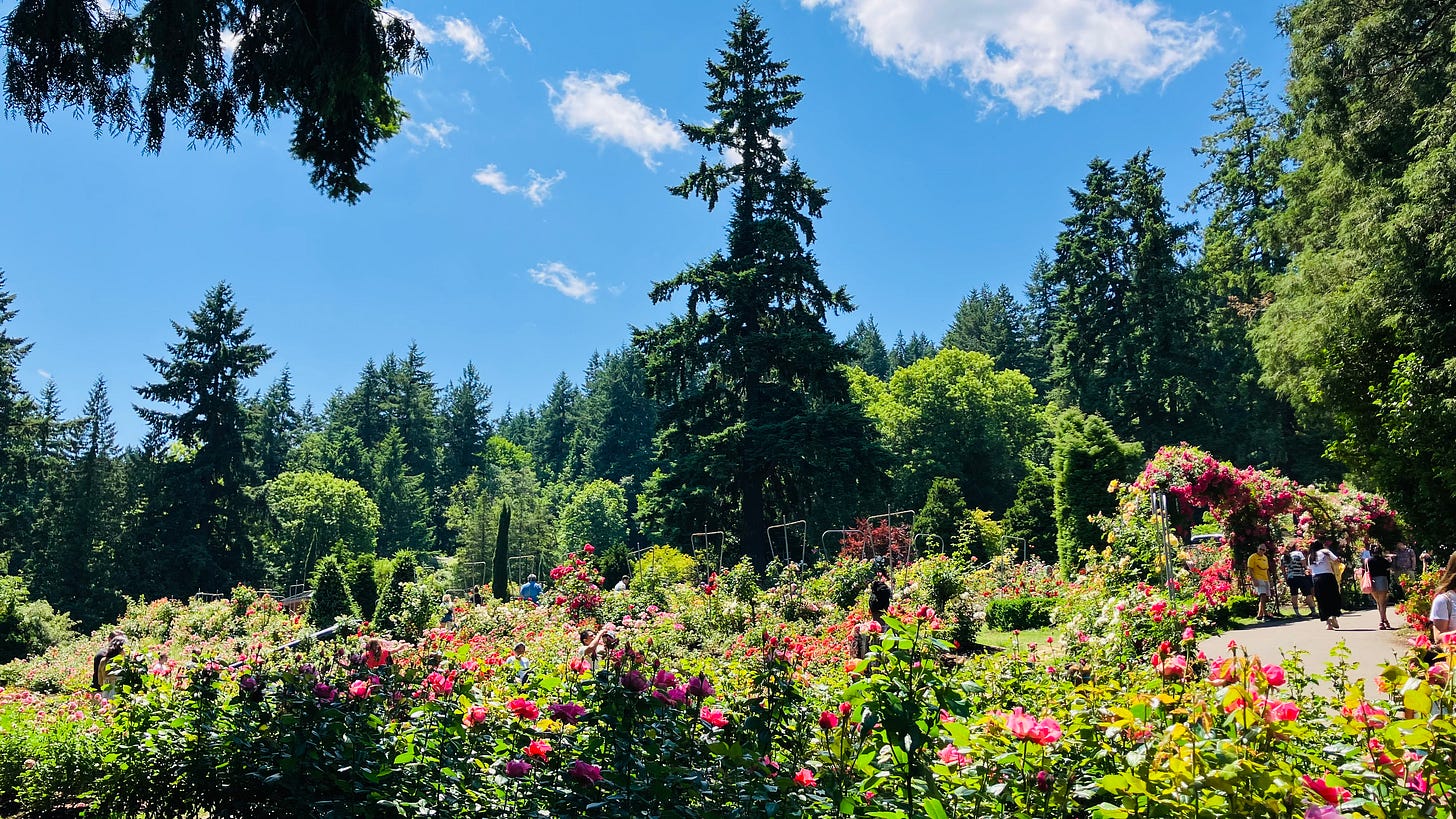 Portland Rose Garden with colorful flowers, green trees, and blue sky